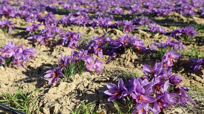 AFSÜ'de Safran Hasadı Yapıldı: Üretim Alanı 5 Dönüme Çıkıyor