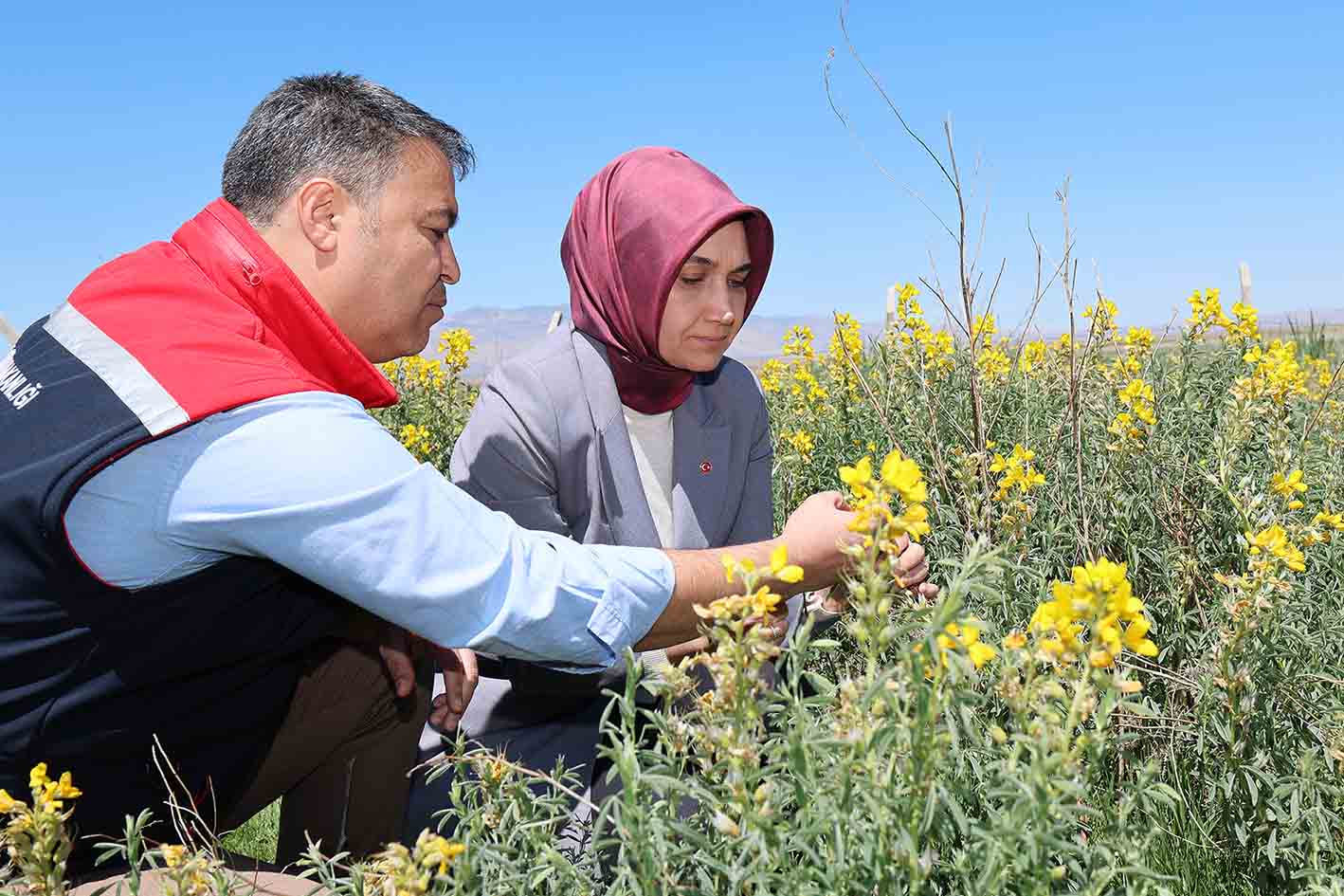Eber Sarısı: Endemik Türün Korunması ve Potansiyelinin Keşfi