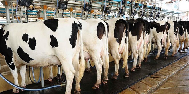 Süt Üreticileri Artan Yem Maliyetleri Nedeniyle Destek Talep Ediyor