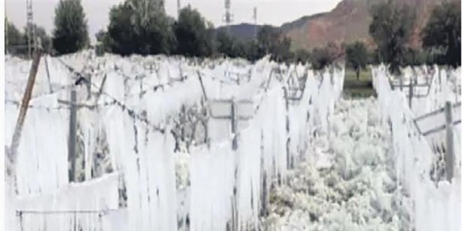 Zirai Don Felaketi Sonrası Çiftçiye Destek Müjdesi