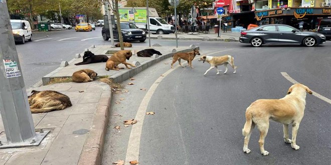 İnegöl'de Başsızboş Köpek Saldırısı: Çocuğa Korku Dolu Anlar