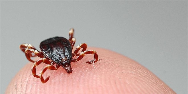 Kene Riski Devam Ediyor: Bakanlık 14 Günlük Takip Uyarısı Yaptı