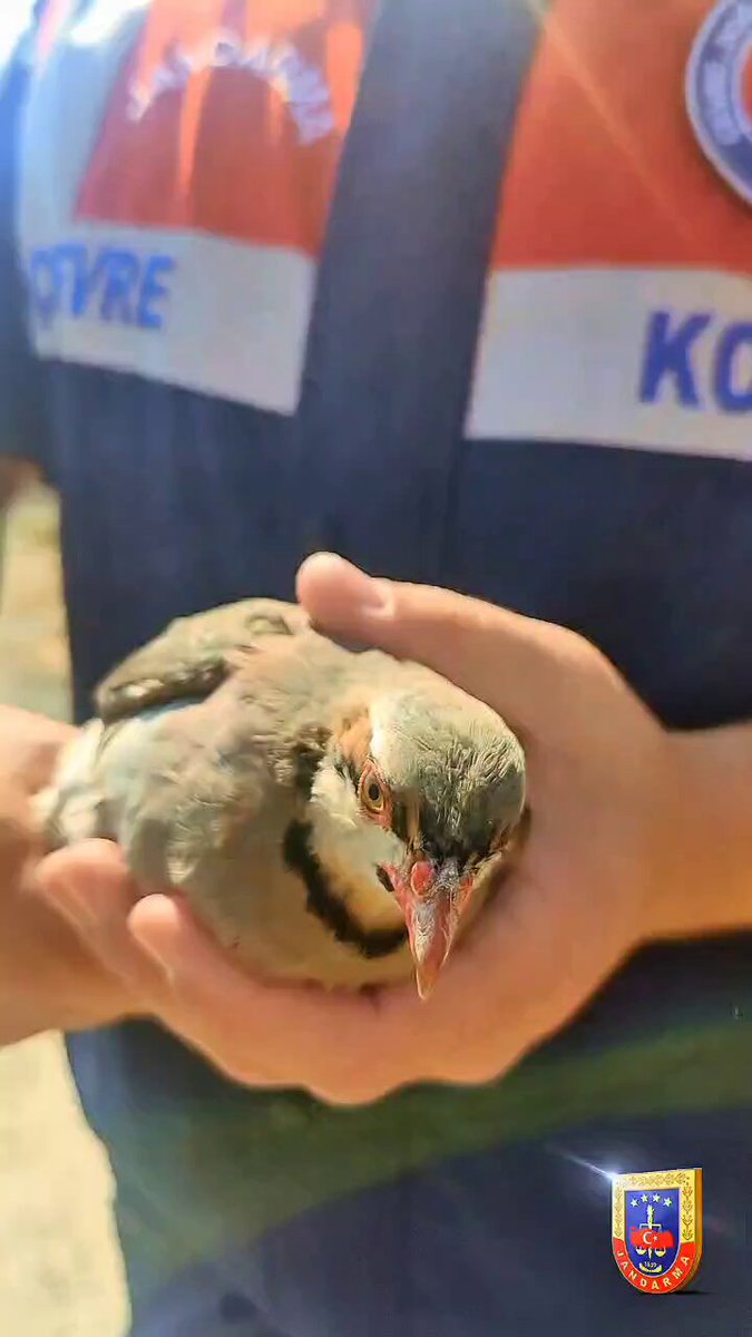 Afyonkarahisar'da Keklikler Doğaya Salındı