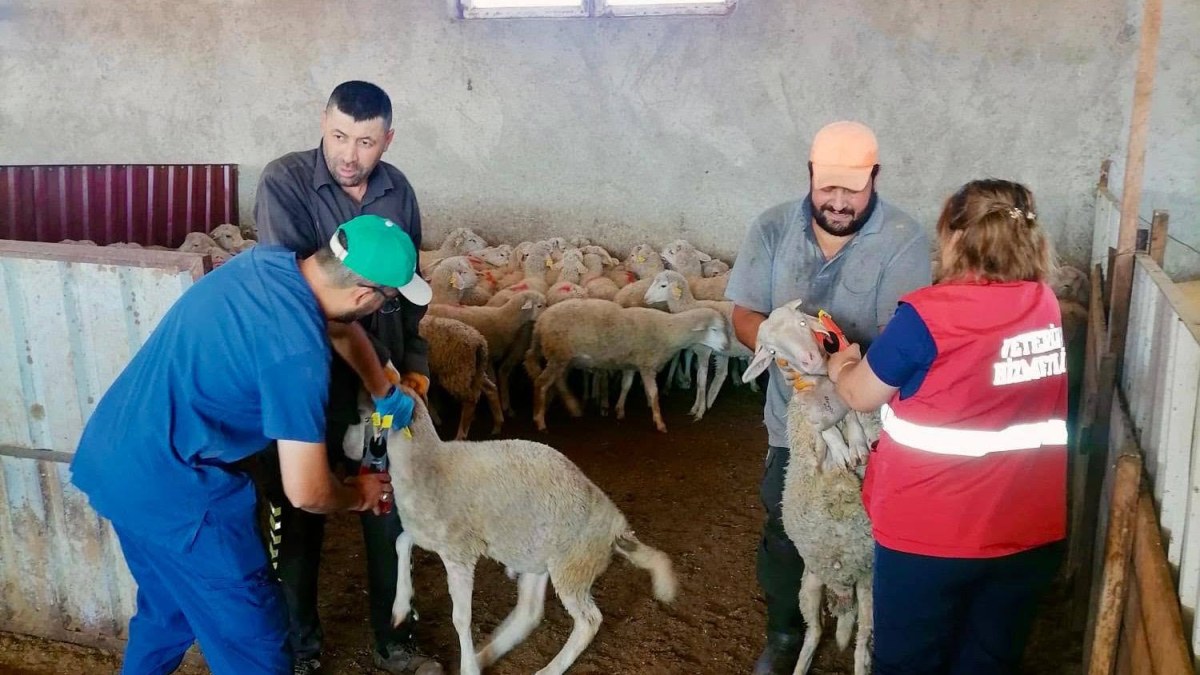 Hayvancılıkta Kayıtlılık Ve Hayvan Sağlığı Çalışmaları Sürüyor