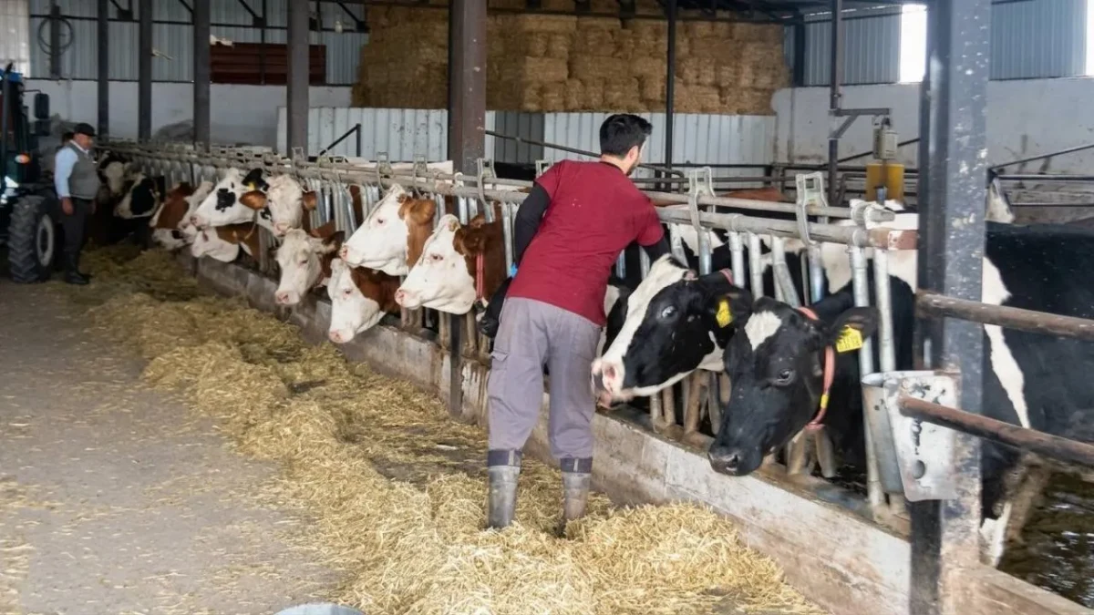Büyükbaş Hayvanlarda Şap Hastalığına Karşı Aşılama Çalışmaları Sürüyor