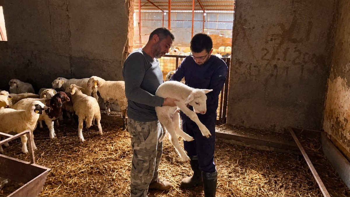 Afyonkarahisar’da Küçükbaş Hayvanlara Aşılama ve Kimliklendirme