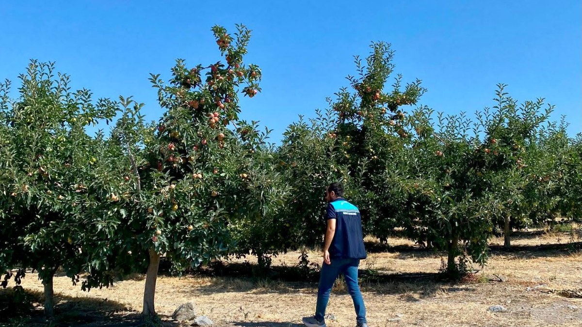Emirdağ’da Elma Bahçelerinde Hasat Öncesi Kontroller Sürüyor