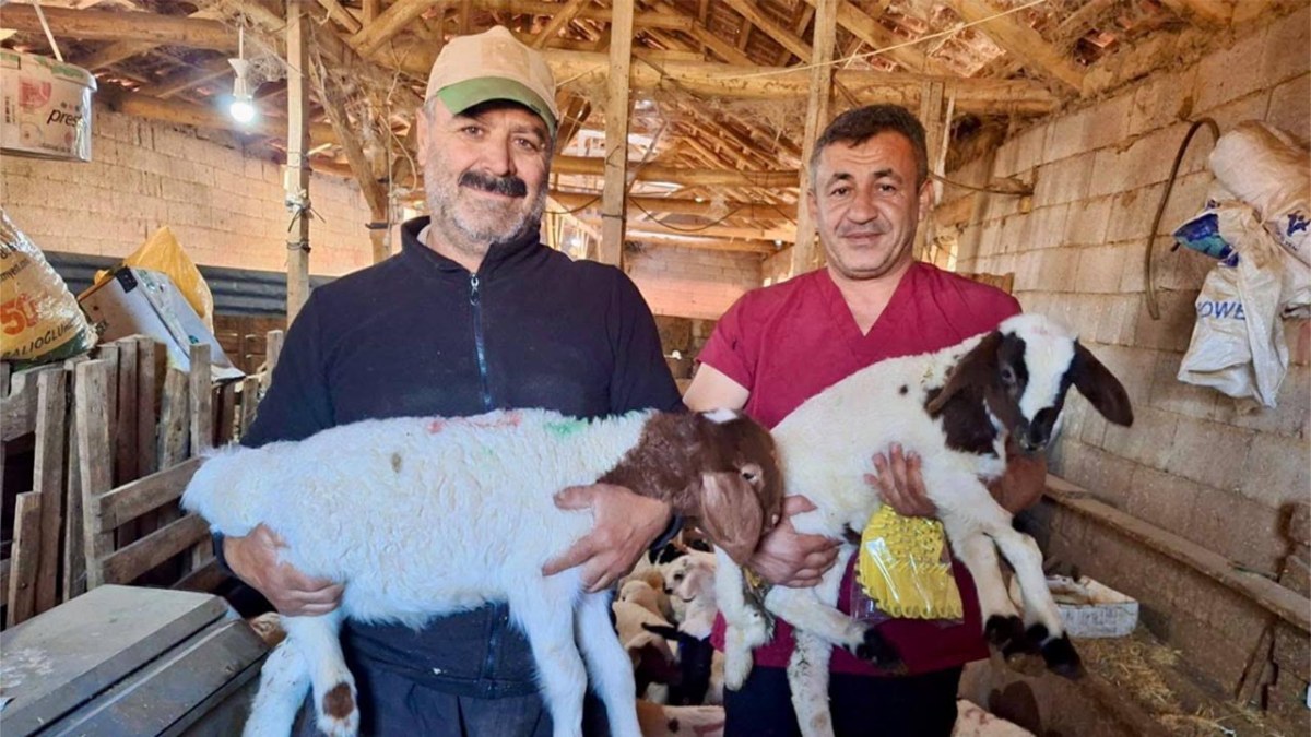 Evciler’de Küçükbaş Hayvanlara Aşılama Ve Kimliklendirme Çalışmaları
