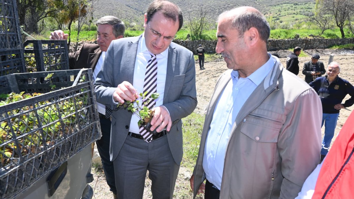 Afyon'da alım garantili böğürtlen fideleri köylülere teslim edildi