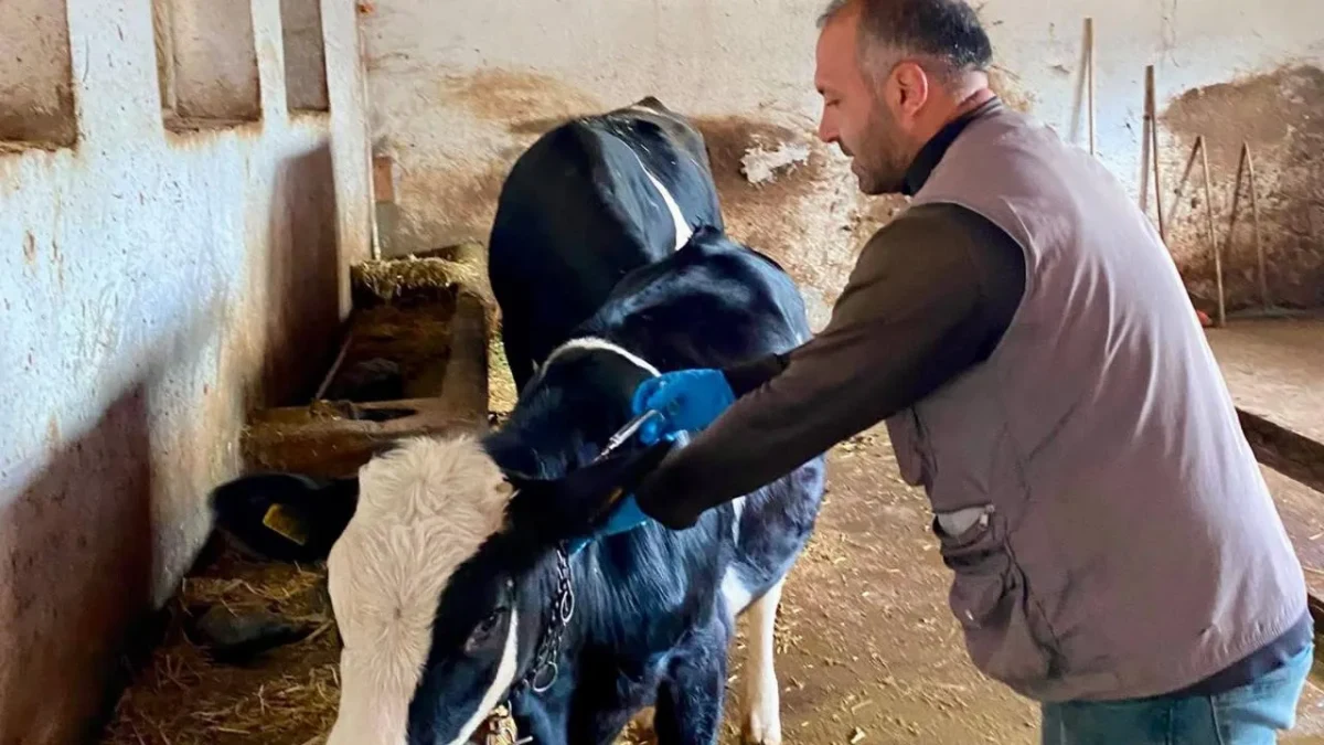 Dazkırı, Evciler ve İhsaniye’de Büyükbaş Hayvanlara Şap Aşısı Uygulanıyor