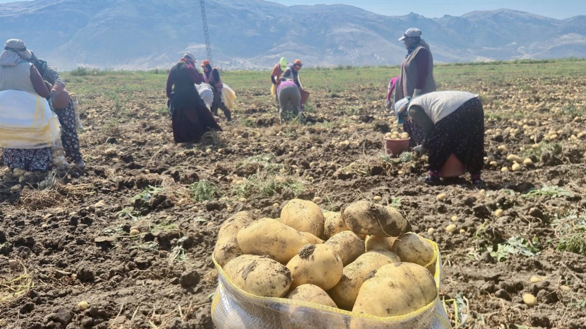 Dinar’da Patates Hasadı Devam Ediyor