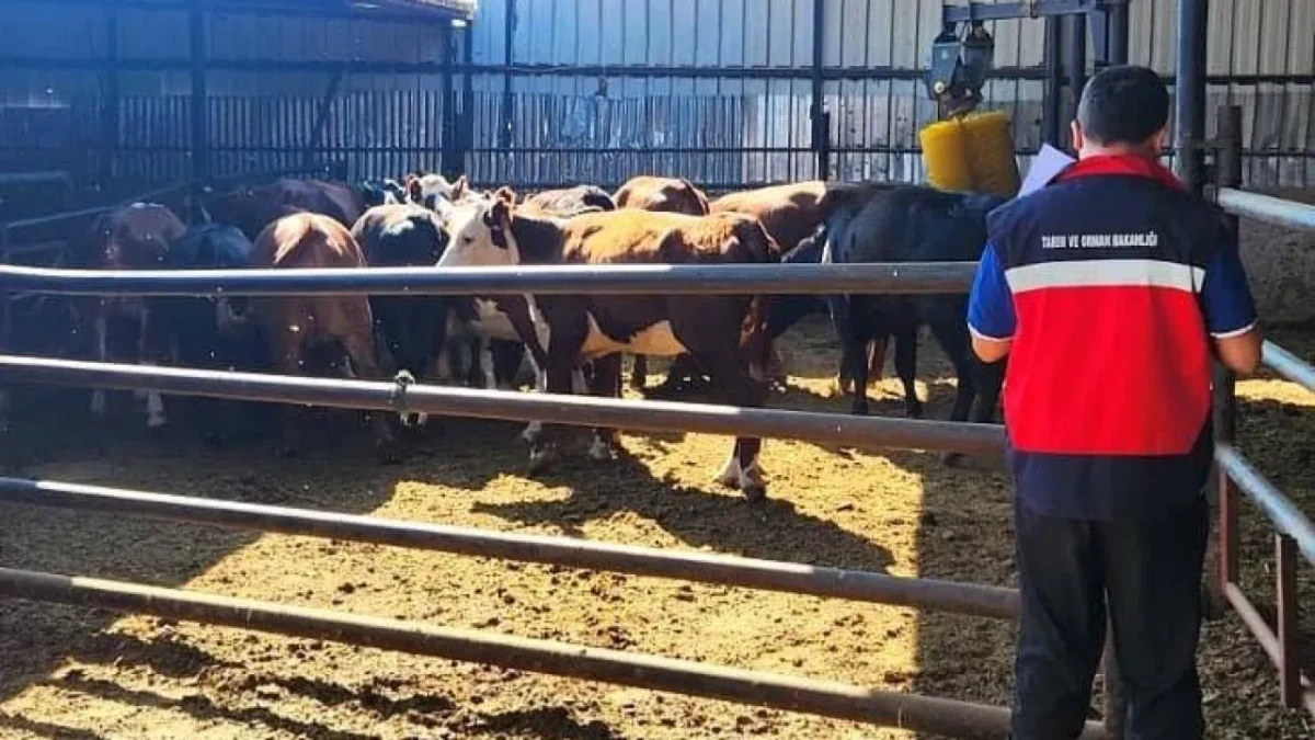 Sultandağı ve Çay’da Büyükbaş Hayvanlara Kontrol