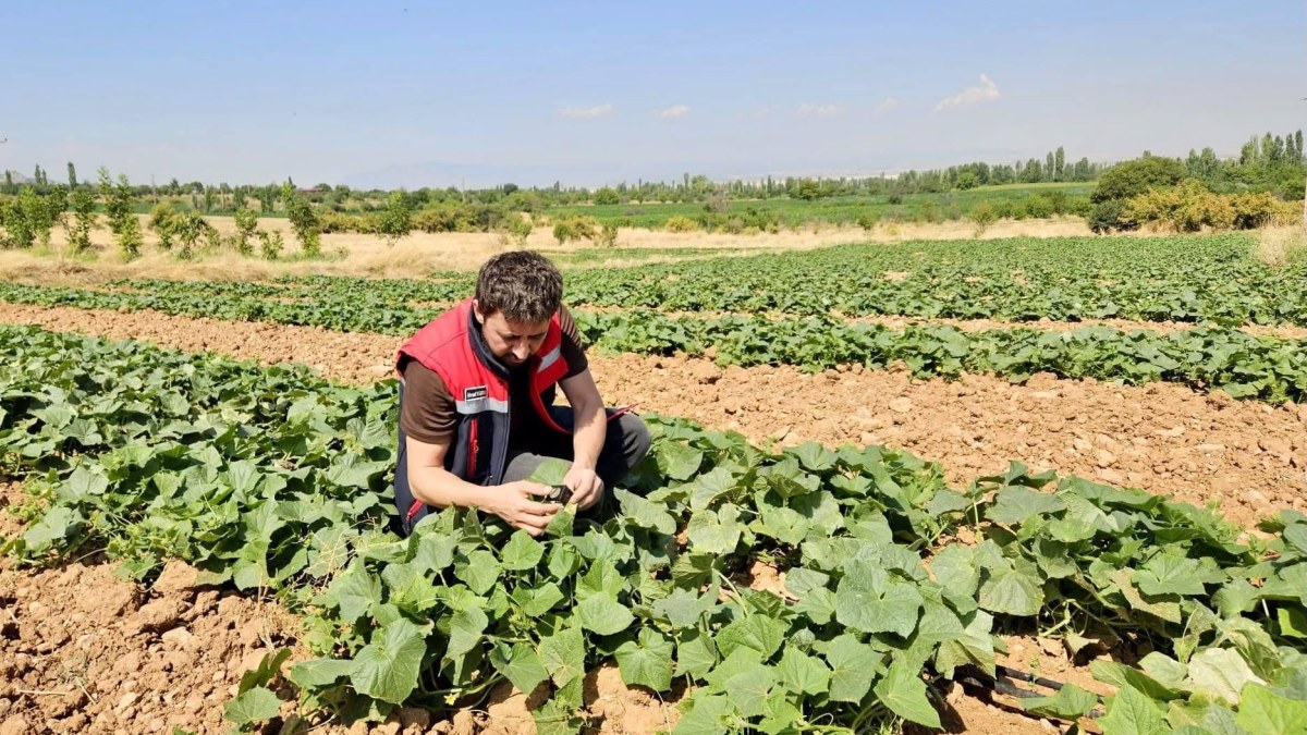 Sebze Üretim Alanlarında Hastalık ve Zararlı Kontrolleri Sürüyor
