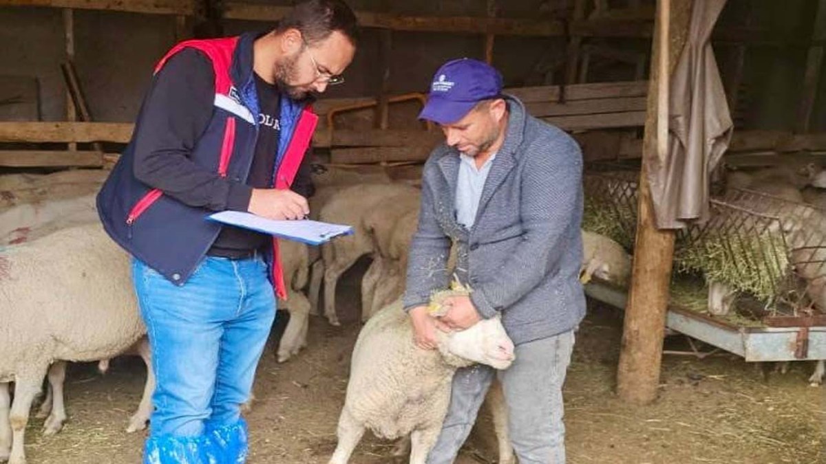 Sürdürülebilir Koyun Projesi’nde İşletmeler Denetleniyor
