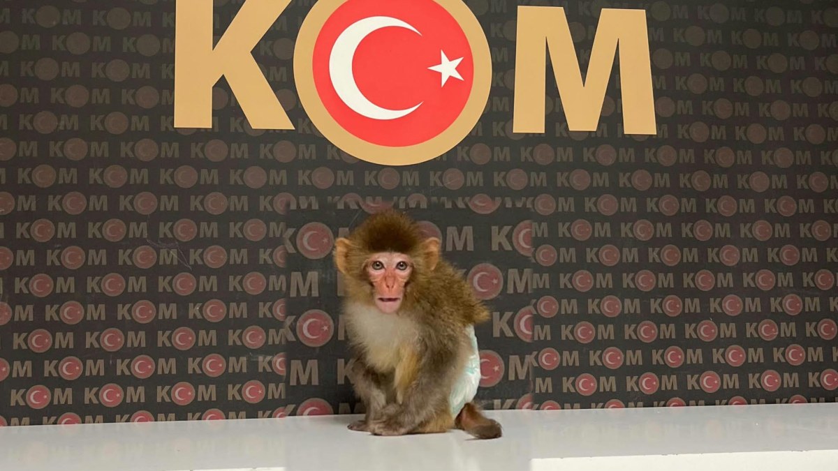 Afyonkarahisar’da Evde Beslenen Rhesus Makak Maymunu Ele Geçirildi