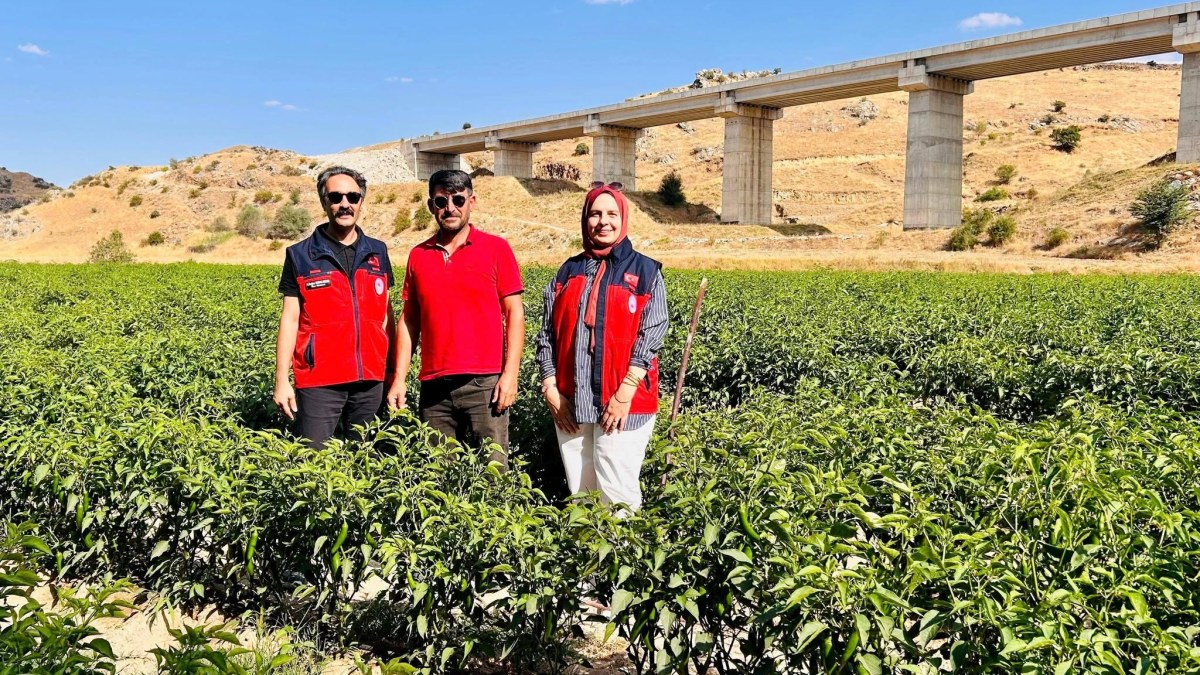 İscehisar’da Alternatif Ürün Çalışmaları: Jalapeno Biber Tarlalarında Saha Kontrolü
