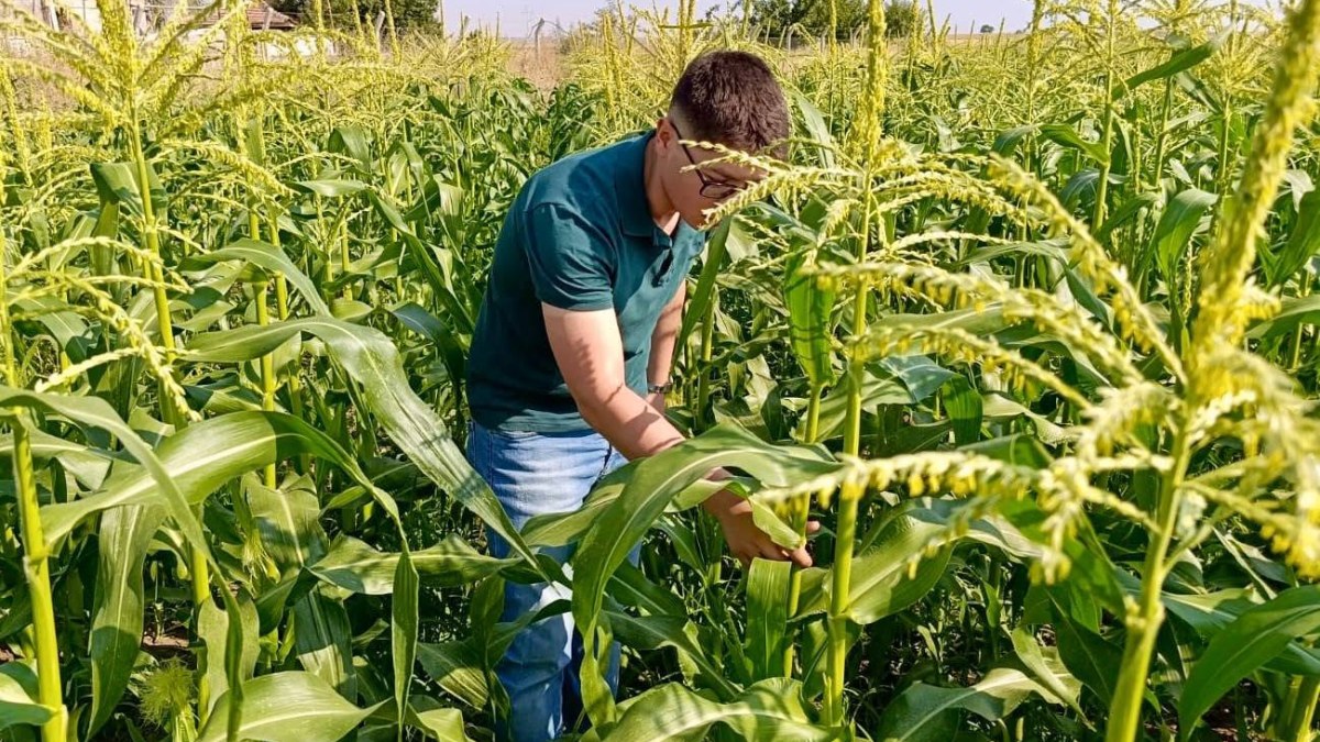 Emirdağ’da Şeker Mısır ve Patates Tarlalarında Hastalık ve Zararlı Denetimi
