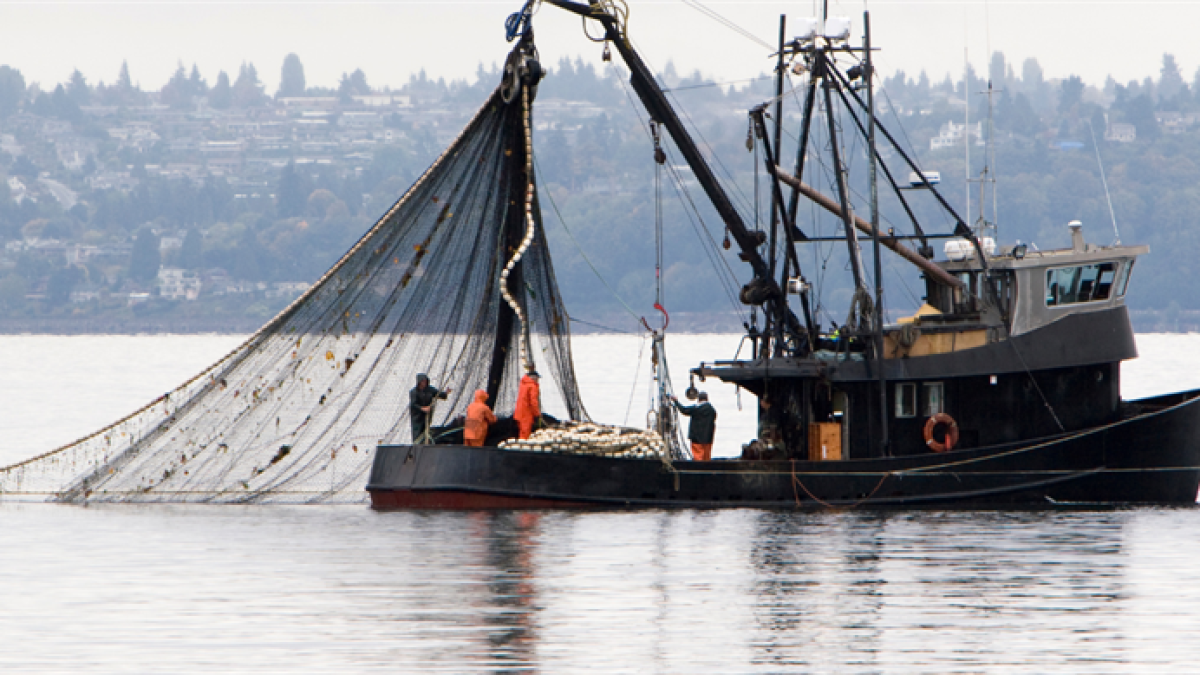 Bakan Yumaklı: “Son yılların en verimli hamsi sezonlarından birini geride bıraktık”