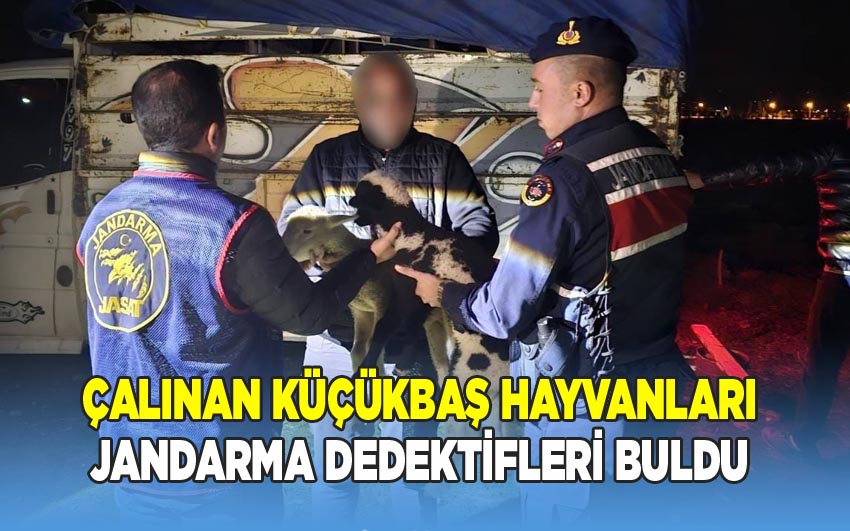 Afyon'da çalınan küçükbaşları Jandarma dedektifleri buldu